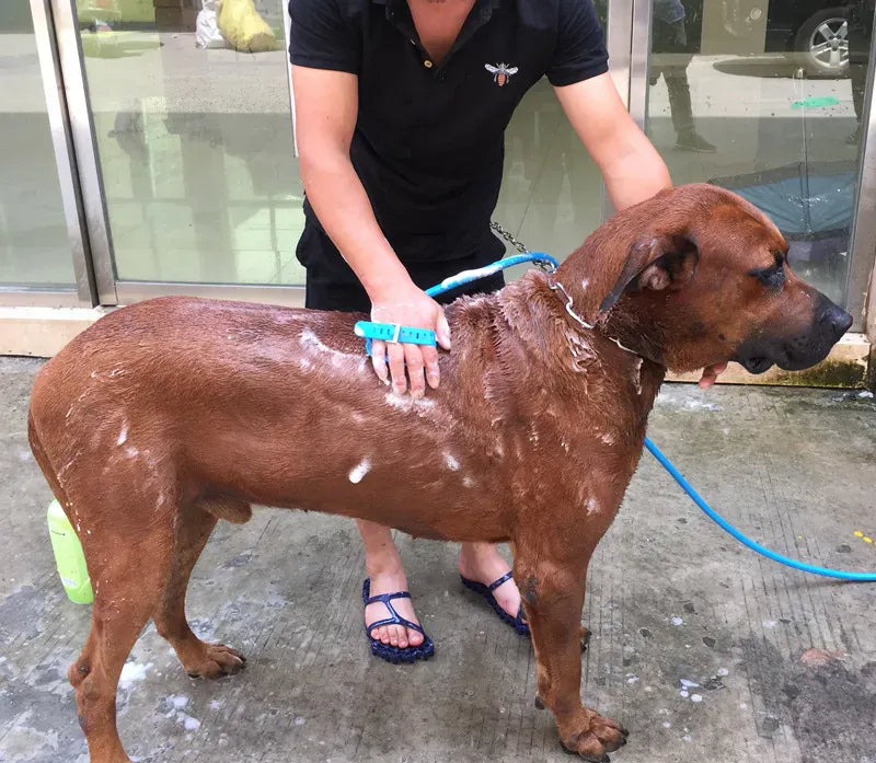 Ducha Hose™️ kit Mangueira e Luva para Banho em Pet